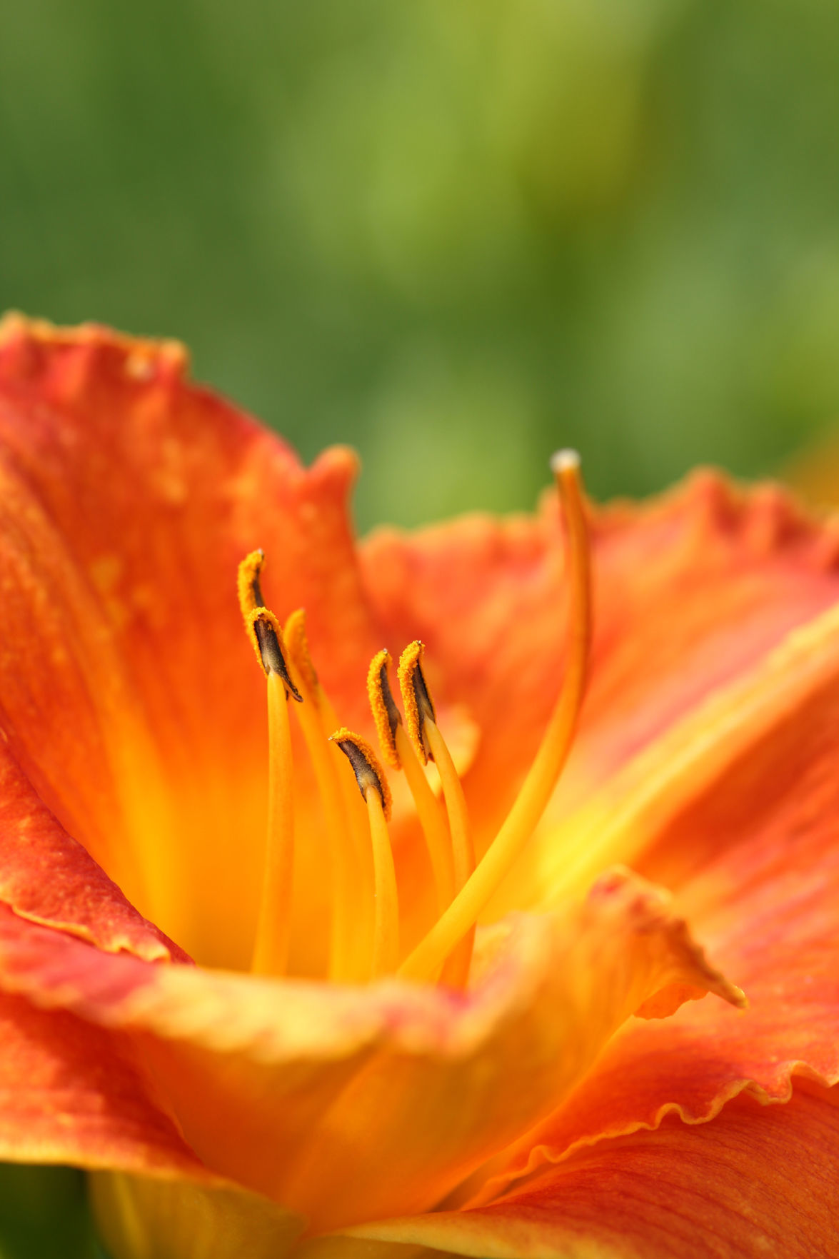 Hillsdale Lily Garden